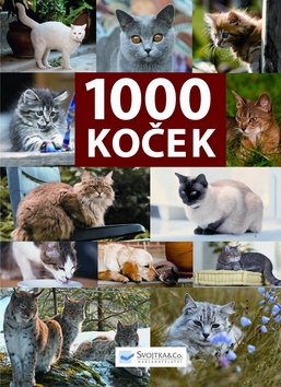 1000 KOCEK